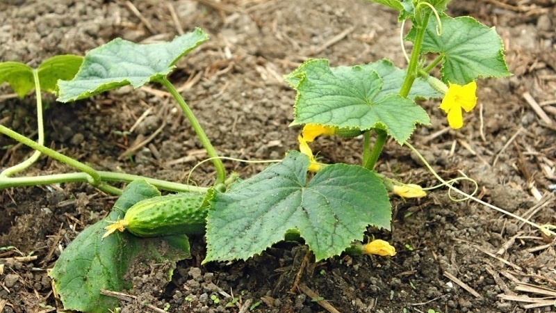 What kind of soil do cucumbers like and how to properly process it before and after planting