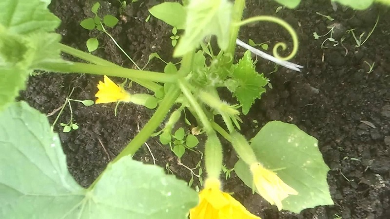What kind of soil do cucumbers like and how to properly process it before and after planting