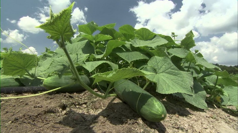 What kind of soil do cucumbers like and how to properly process it before and after planting