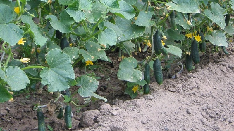 What kind of soil do cucumbers like and how to properly process it before and after planting