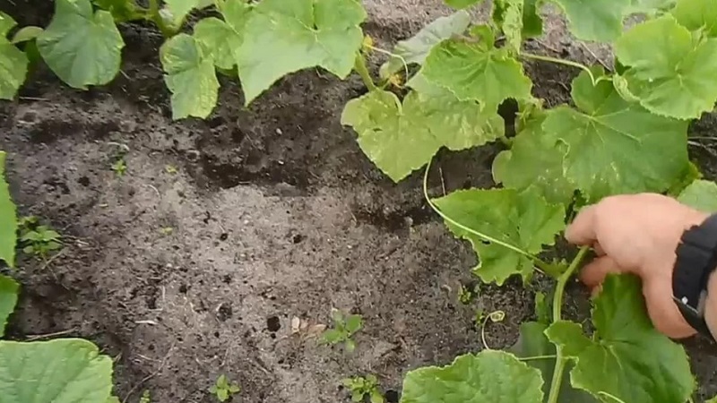 What kind of soil do cucumbers like and how to properly process it before and after planting