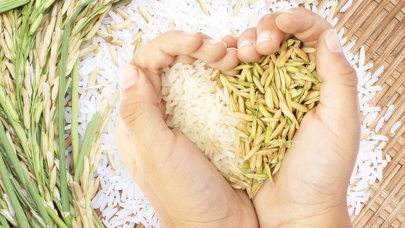 Calorie content and BJU of cooked rice
