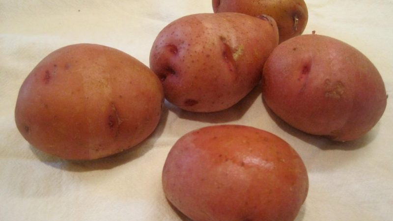 An unpretentious mid-season potato variety Irbitsky from domestic breeders