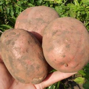 An unpretentious mid-season potato variety Irbitsky from domestic breeders