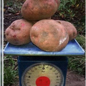 An unpretentious mid-season potato variety Irbitsky from domestic breeders