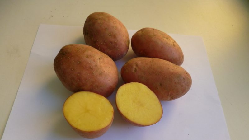 Medium early table potato variety Laura with excellent taste and aroma