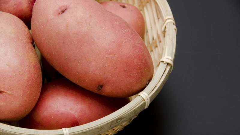 Medium early table potato variety Laura with excellent taste and aroma