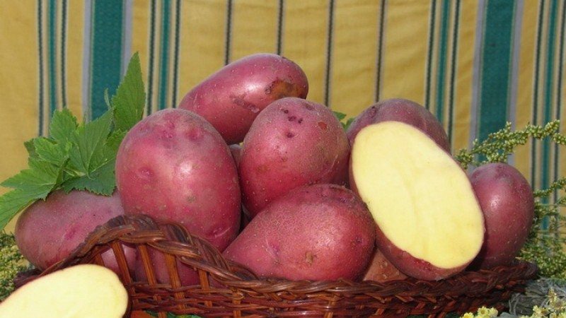 Medium early table potato variety Laura with excellent taste and aroma