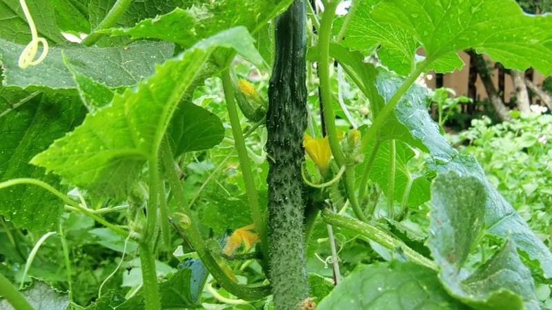 What is the uniqueness of Chinese cucumber and how to get a decent harvest?