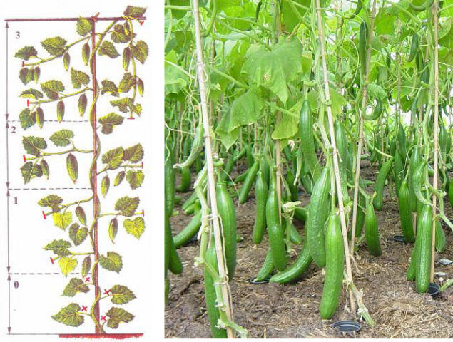 What is the uniqueness of Chinese cucumber and how to get a decent harvest?