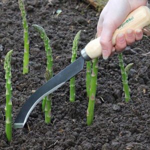 When and how to properly transplant asparagus in the fall