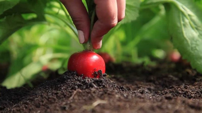 When is it better to plant radishes before winter and is it possible to grow a good harvest