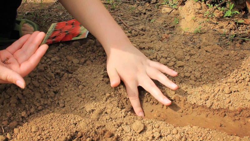 When is it better to plant radishes before winter and is it possible to grow a good harvest