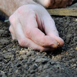 When is it better to plant radishes before winter and is it possible to grow a good harvest