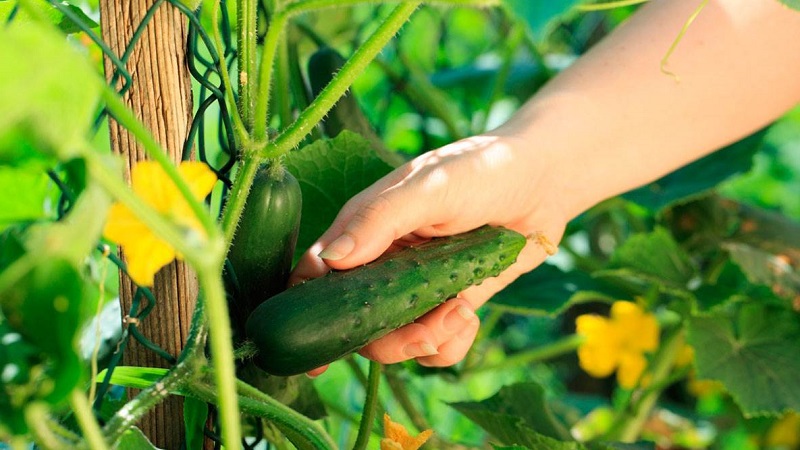 When is it better to pick cucumbers, in the morning or in the evening, and on what the features of harvesting depend
