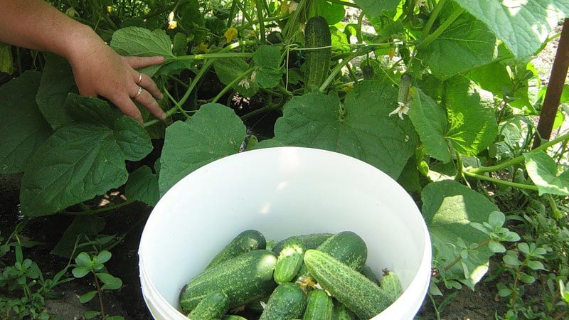 When is it better to pick cucumbers, in the morning or in the evening, and on what the features of harvesting depend