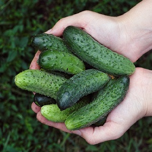 When is it better to pick cucumbers, in the morning or in the evening, and on what the features of harvesting depend