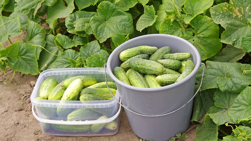 When is it better to pick cucumbers, in the morning or in the evening, and on what the features of harvesting depend