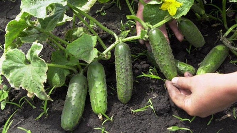 When is it better to pick cucumbers, in the morning or in the evening, and on what the features of harvesting depend