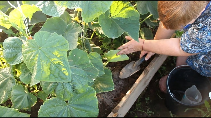 When you need to feed cucumbers with urea and how to apply it correctly