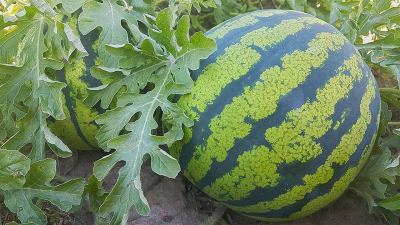 When do watermelons ripen and how to determine their maturity