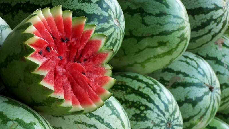 When do watermelons ripen and how to determine their maturity