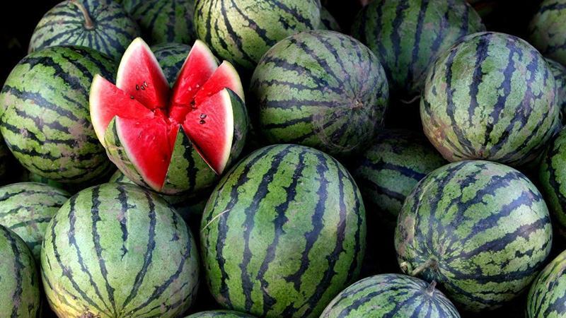 When do watermelons ripen and how to determine their maturity