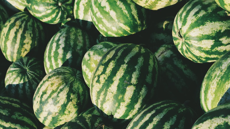 When do watermelons ripen and how to determine their maturity