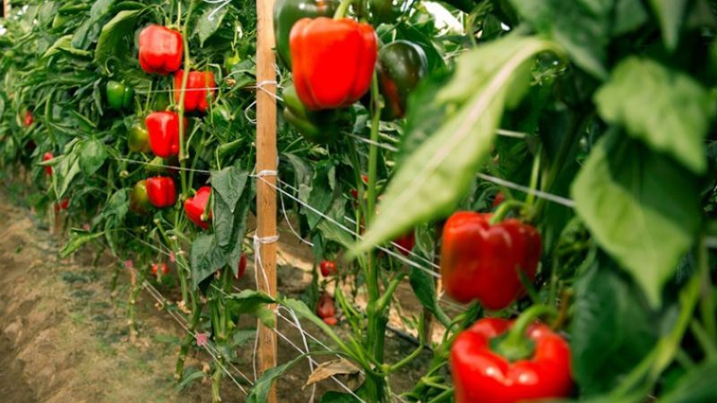 When to remove peppers from a bush: harvest on time