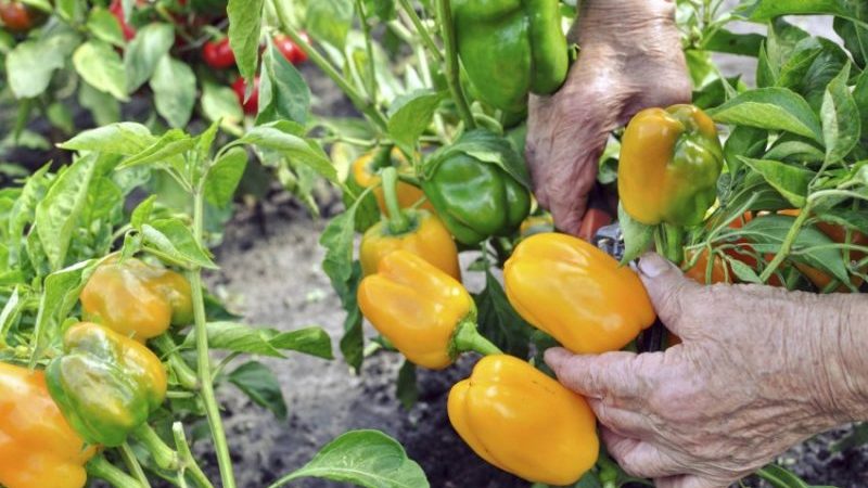 When to remove peppers from a bush: harvest on time
