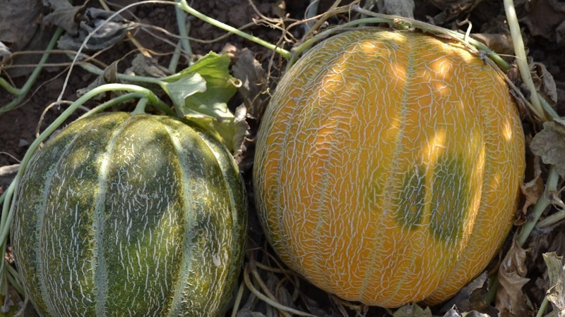 When melons ripen and how to correctly determine their ripeness