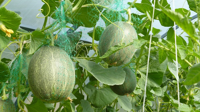When melons ripen and how to correctly determine their ripeness