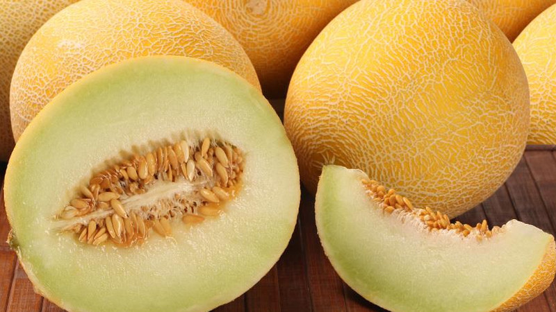 When melons ripen and how to correctly determine their ripeness