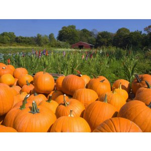 How to harvest on time: when to harvest pumpkin from the garden in the middle lane