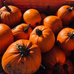 How to harvest on time: when to harvest pumpkin from the garden in the middle lane