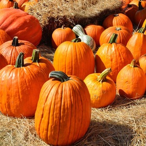 How to harvest on time: when to harvest pumpkin from the garden in the middle lane