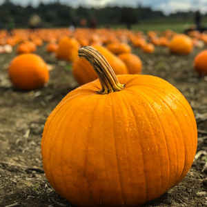 How to harvest on time: when to harvest pumpkin from the garden in the middle lane