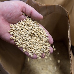Who can be fed with feed barley