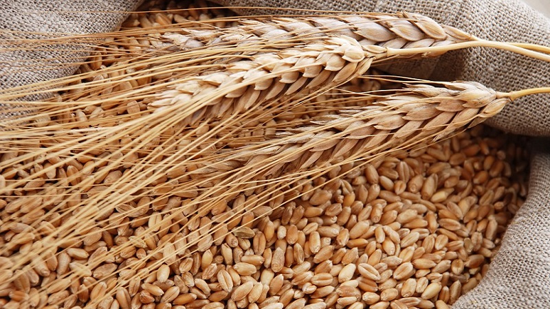 Who can be fed with feed barley