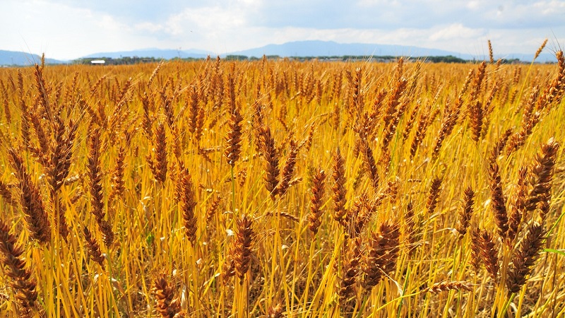 Who can be fed with feed barley