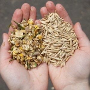 Who can be fed with feed barley