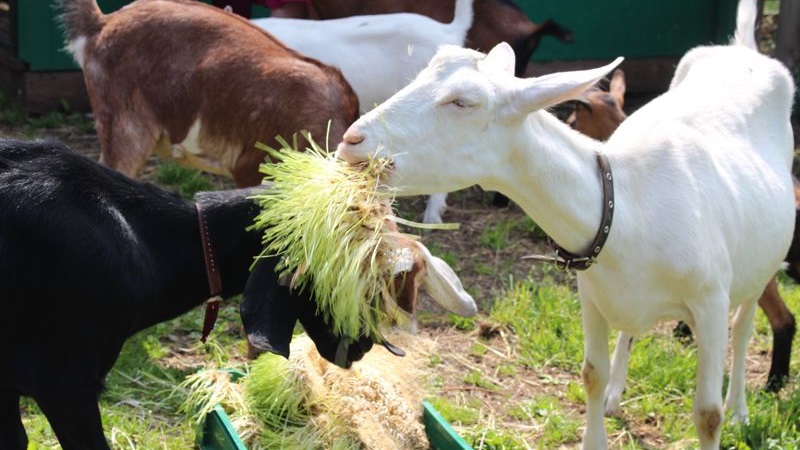 Who can be fed with feed barley