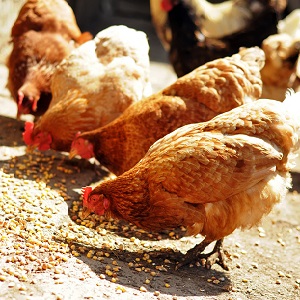 Who can be fed with feed barley