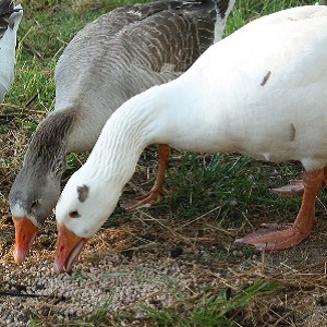 Who can be fed with feed barley