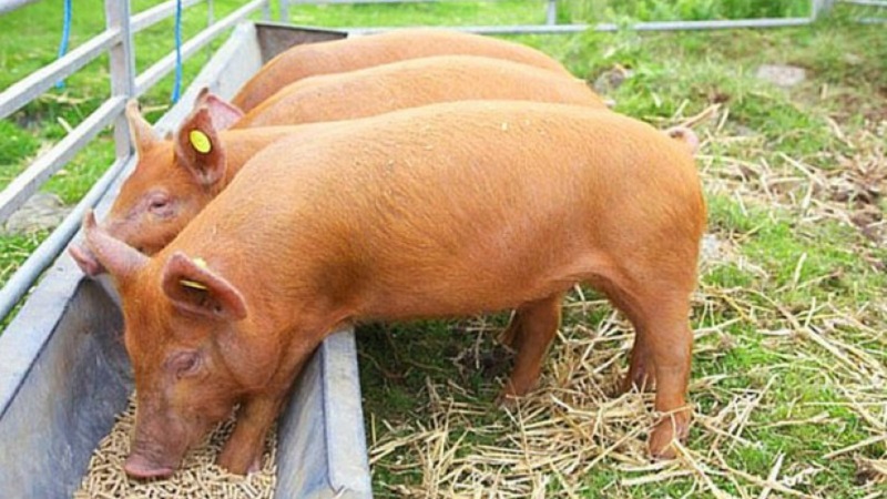 Who can be fed with feed barley