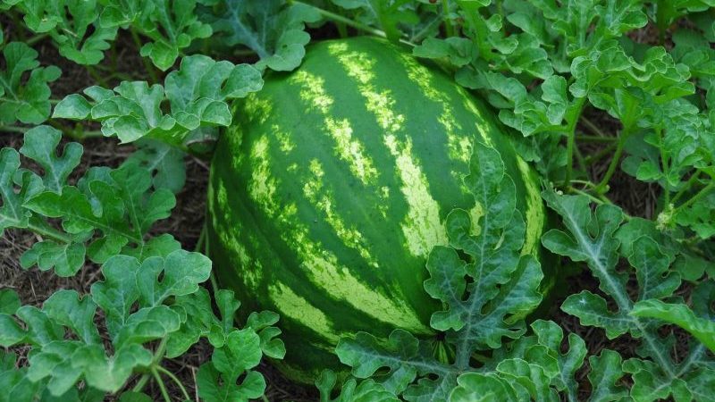 What is good about a watermelon without seeds, what varieties are there and how to grow it