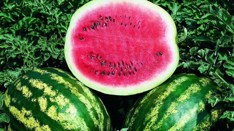 Popular variety of watermelon Crimson sweet: an overview of the advantages, disadvantages and growing technology