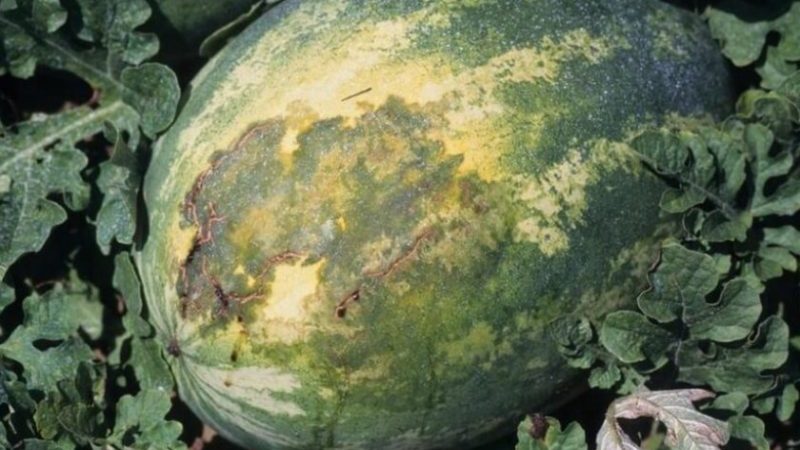 Popular watermelon variety Crimson Sweet: an overview of the advantages, disadvantages and growing technology