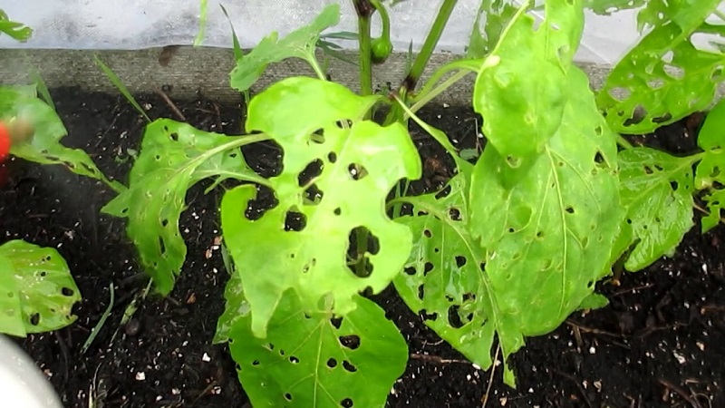 Sweet pepper leaves are all in holes: who eats the crop and how to deal with pests