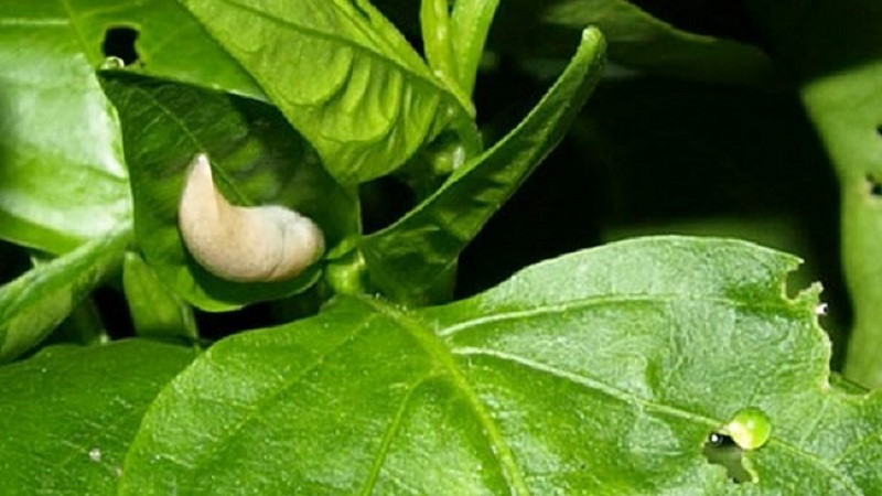 Sweet pepper leaves are all in holes: who eats the crop and how to deal with pests